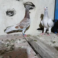 قورگی