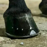 نعلبندی