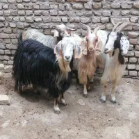 بز جوان 4 عدد