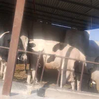 گوساله نر