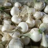 پیاز سفید محلی ارگانیک 50000 تومان