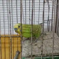 پرنده مرغ ‌عشغ