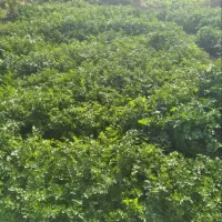 سبزی خورشتی کارزان