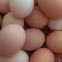 تخم مرغ رسمی در یزد