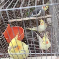 فروش عروس هلندی نرو ماده