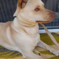 سگ پاکوتاه