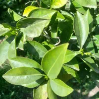 کلیه خدمات و رسیدگی باغ و باغچه