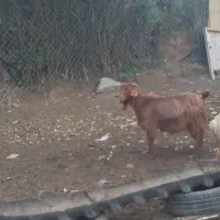 یک عدد بز جوان بوغاز و یک عددچپیش ماده