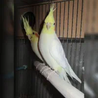 1جفت عروس هلندی با4 عدد جوجه10روزه