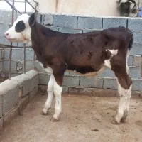 فروش گوساله دورگ ماده  و سیمینتال نر