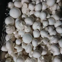 قارچ فله و اسلایس با قیمت مناسب وارسال رایگان