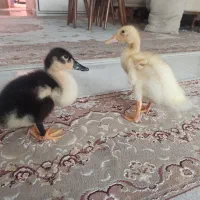 جوجه اردک دو ماهه
