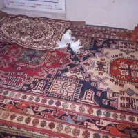 کبوتر پاپر