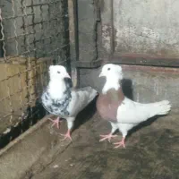 کبوتر