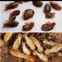 سمپاشی کل شهریار ساس بید کنه سوسک مورچه موریانه