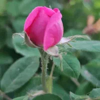 گل محمدی  تازه اصلاح شده