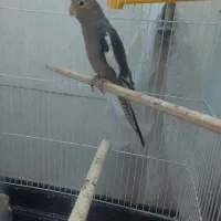 عروس هلندی