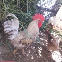 فروش خروس  درجه یک
