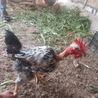 مرغ و خروس|حیوانات مزرعه|اهواز, حصیرآباد|دیوار