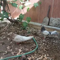 مفلق آفتاب نخورده اصفهانی