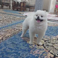 نرخرسی وارداتی یک ساله