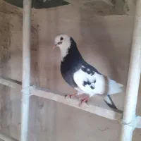 ابلغ نر کفتربام