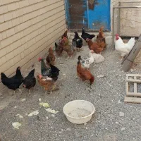 فروش انوع مرغ و خروس و بوقلمون