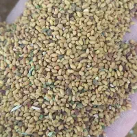 یونجه خاش قیمت کیلو ۸۰۰