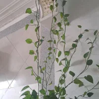 گیاه پتوس