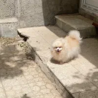 سگ پامرانین