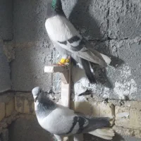 شهری