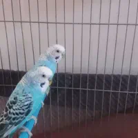 یک جفت مرغ عشق زیبا