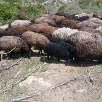 فروش ۵۰ جفت میش با بره داشتی
