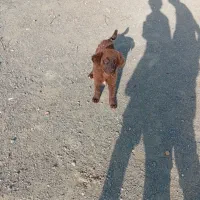 توله سگ خوب