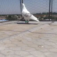 دو عددکبوتر یکت آلمانی خوشرنگ سیاه نر گرفتنی