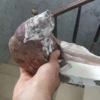 شکار پرشی نمیدونم چی