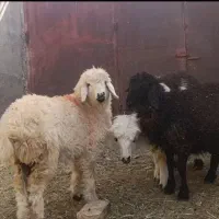 دوعددبره یک ماده