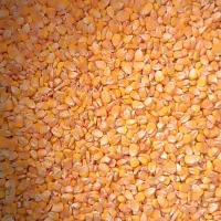 بذر ذرت|خدمات باغبانی و درختکاری|بیرجند, |دیوار