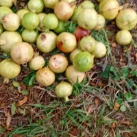 انار ترش