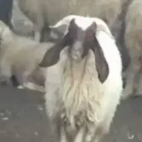 گوسفند بز