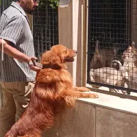 سگ گلدن بالغ و کم سن