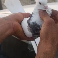 طوقی|پرنده|خرمشهر, |دیوار