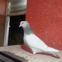 سینه سوسنی ماده