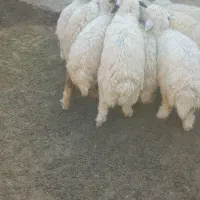ده عددبرنروماد درج یک جفتی ۳۸ ملیون