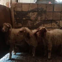 بره مالچه