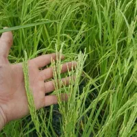 برنج دم سیاه ویسیان به شرط