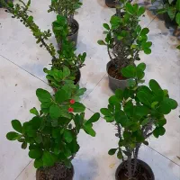 گل مرجان گلدار مقاوم زینتی