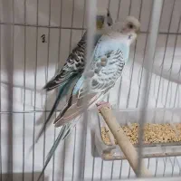 جفت مرغ عشق با ۲تا جوجه