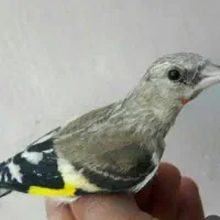 تعدادجوجه سهره دان ابخور شده نر درجه ۱ . ۴ روز قفس