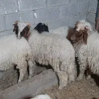 بره